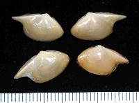 藏品(深淵馬刺蛤)的圖片