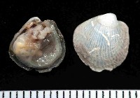 藏品(未知種光旋心蛤)的圖片