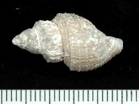 藏品(深海捲管螺之一種)的圖片