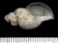 藏品(深海捲管螺之一種)的圖片