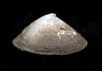 藏品(未知種深海笠螺)的圖片