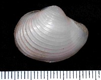 藏品(未知種杓蛤)的圖片