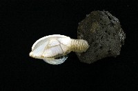 藏品(背刺直鎧茗荷)的圖片