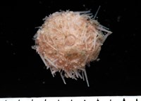 藏品(福氏鋸海膽)的圖片