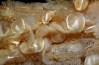 藏品(心板茗荷)的圖片