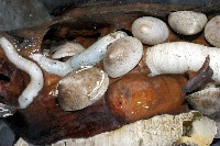 藏品(尖頂梳齒笠螺)的圖片