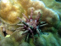 藏品(冠棘真頭帕海膽)的圖片