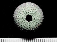 藏品(紫叢海膽)的圖片