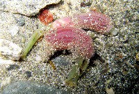 藏品(絳體管口嗌)的圖片