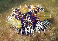 藏品(白棘三列海膽)的圖片