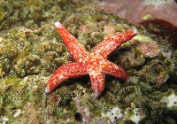 藏品(多篩指海星)的圖片