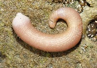 藏品(管體星蟲)的圖片