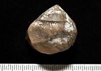 藏品(造殼海葵之一種)的圖片