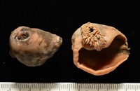 藏品(造殼海葵之一種)的圖片