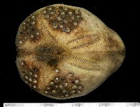 藏品(短拉文海膽(暫譯))的圖片