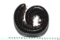 藏品(太麻里山蛩)的圖片