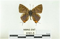 藏品(三斑虎灰蝶)的圖片