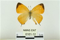 藏品(臺灣焰灰蝶)的圖片