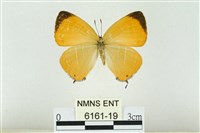 藏品(臺灣焰灰蝶)的圖片