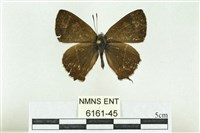 藏品(臺灣鐵灰蝶)的圖片