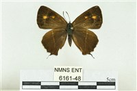 藏品(臺灣鐵灰蝶)的圖片