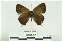 藏品(高山鐵灰蝶)的圖片