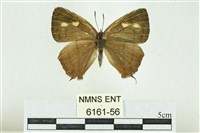 藏品(阿里山鐵灰蝶)的圖片