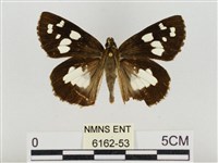 藏品(薑弄蝶)的圖片