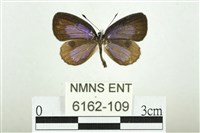 藏品(藍丸灰蝶)的圖片