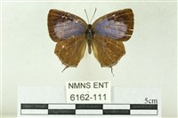 藏品(線灰蝶)的圖片