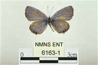 藏品(燕藍灰蝶)的圖片