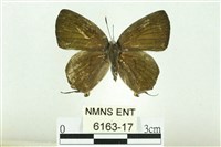 藏品(淡黑玳灰蝶)的圖片