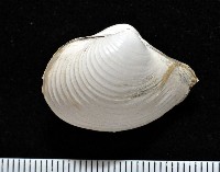 藏品(未知種杓蛤)的圖片