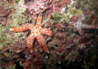 藏品(多篩指海星)的圖片