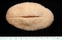 藏品(棘狀梳蕈珊瑚)的圖片