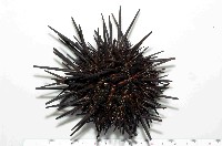 藏品(口鰓海膽)的圖片