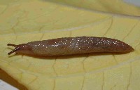 藏品(光滑野蛞蝓)的圖片