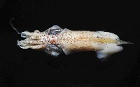 藏品(翼魷魚)的圖片