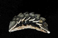 藏品(未知種深海石鱉)的圖片