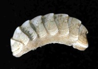 藏品(未知種深海石鱉)的圖片