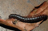 藏品(山嶺似腹馬陸(暫譯))的圖片