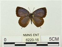 藏品(小紫灰蝶)的圖片