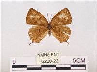 藏品(墨點灰蝶)的圖片