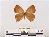 藏品(折線灰蝶)的圖片