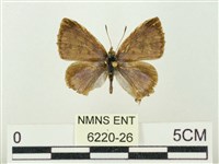 藏品(銀帶三尾灰蝶)的圖片