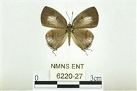 藏品(蘭灰蝶)的圖片