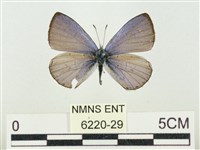 藏品(杉谷琉灰蝶)的圖片