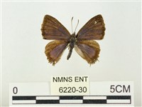 藏品(銀帶三尾灰蝶)的圖片