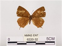 藏品(墨點灰蝶)的圖片