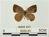 藏品(小紫灰蝶)的圖片